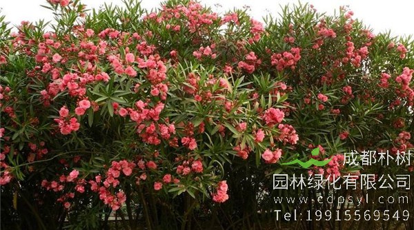 夹竹桃